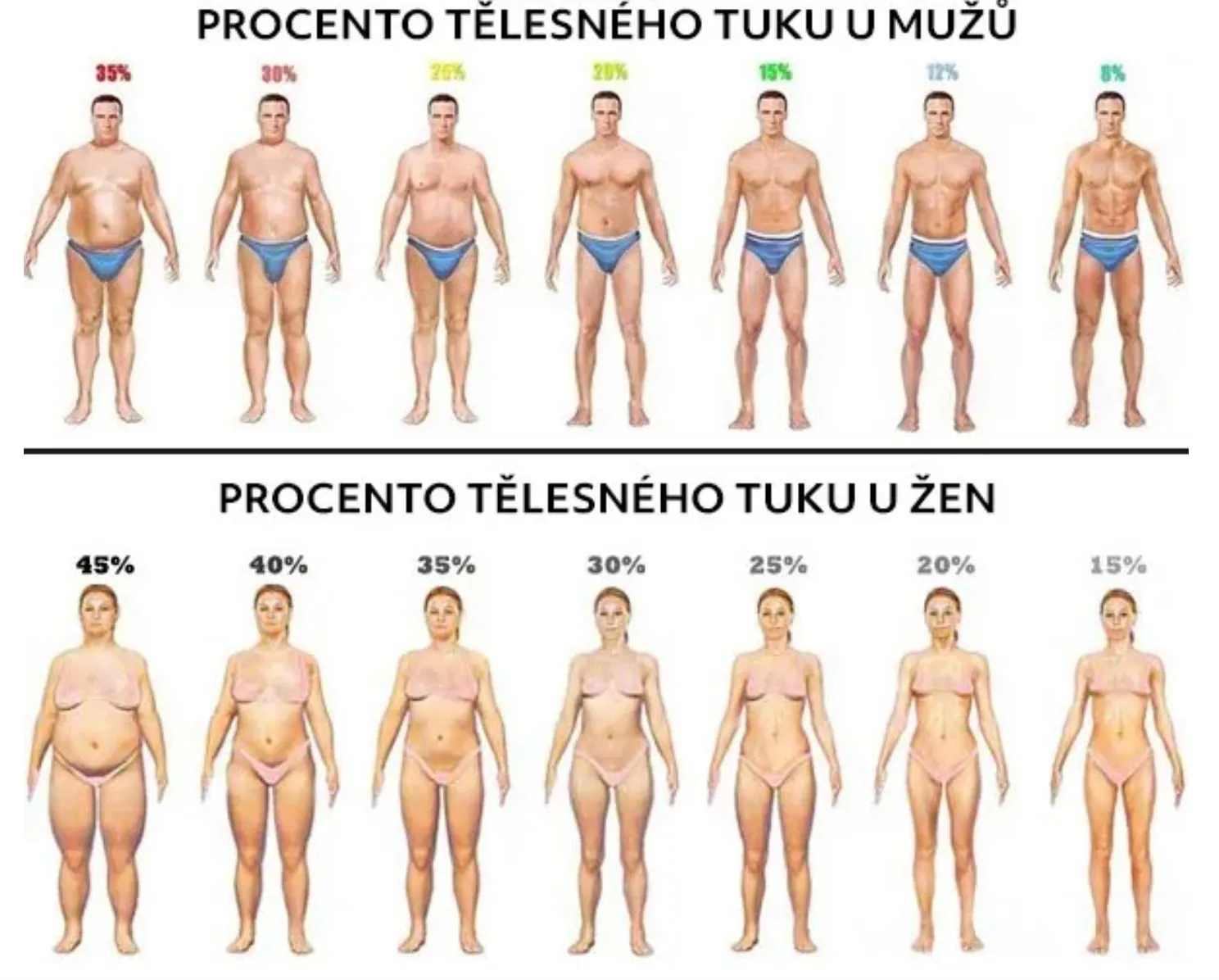 Vizuální srovnání procenta tělesného tuku u mužů a žen